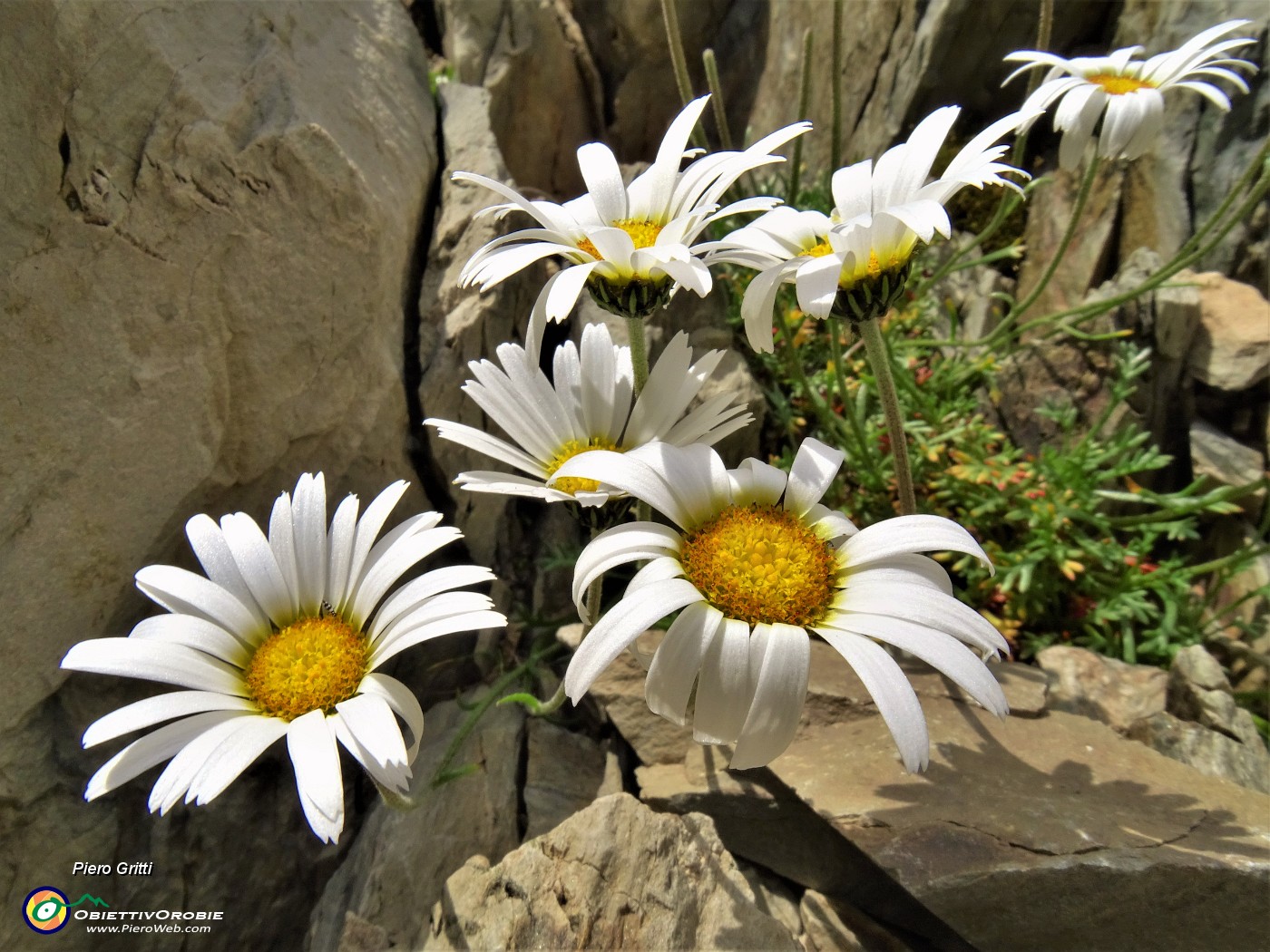 04 Bellissime...Leucanthemopsis alpina (Margherita alpina) verso Cima Aga.JPG